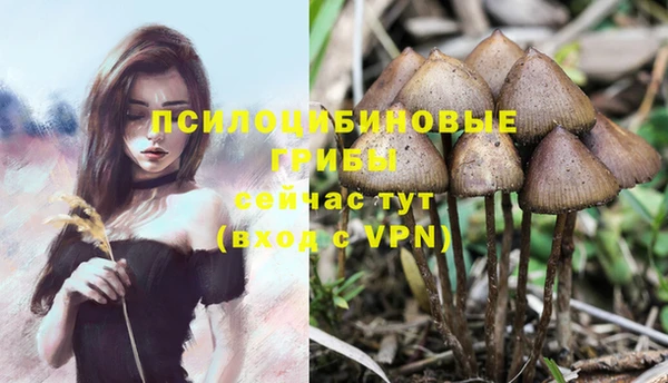 шишки Горно-Алтайск
